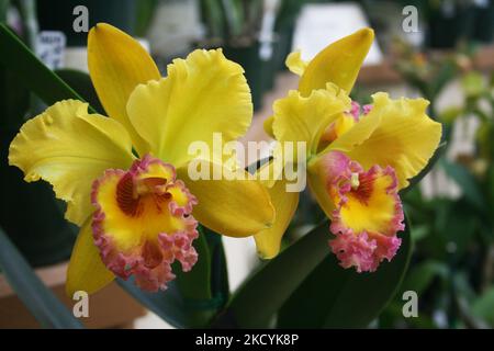 Exotische Orchideen in den Akatsuka Orchid Gardens auf der Big Island von Hawaii, USA. (Foto von Creative Touch Imaging Ltd./NurPhoto) Stockfoto