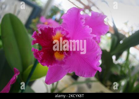 Exotische Orchideen in den Akatsuka Orchid Gardens auf der Big Island von Hawaii, USA. (Foto von Creative Touch Imaging Ltd./NurPhoto) Stockfoto