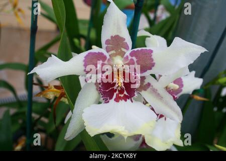 Exotische Orchideen in den Akatsuka Orchid Gardens auf der Big Island von Hawaii, USA. (Foto von Creative Touch Imaging Ltd./NurPhoto) Stockfoto