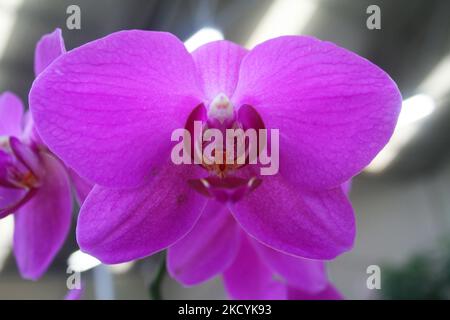 Exotische Orchideen in den Akatsuka Orchid Gardens auf der Big Island von Hawaii, USA. (Foto von Creative Touch Imaging Ltd./NurPhoto) Stockfoto