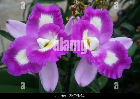 Exotische Orchideen in den Akatsuka Orchid Gardens auf der Big Island von Hawaii, USA. (Foto von Creative Touch Imaging Ltd./NurPhoto) Stockfoto