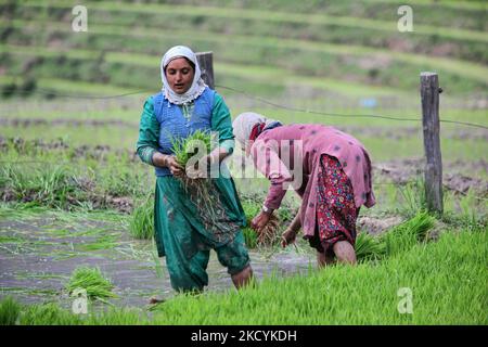 Kaschmirische Frauen pflanzten am 23. Juni 2010 in einem Reisfeld in Kangan, Kaschmir, Indien, Reisbäumchen an. (Foto von Creative Touch Imaging Ltd./NurPhoto) Stockfoto