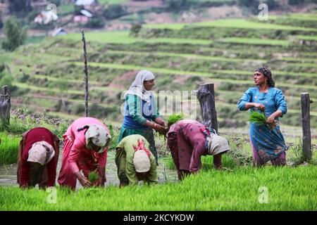 Kaschmirische Frauen pflanzten am 23. Juni 2010 in einem Reisfeld in Kangan, Kaschmir, Indien, Reisbäumchen an. (Foto von Creative Touch Imaging Ltd./NurPhoto) Stockfoto