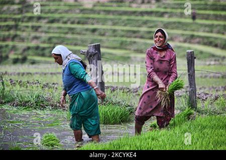 Kaschmirische Frauen pflanzten am 23. Juni 2010 in einem Reisfeld in Kangan, Kaschmir, Indien, Reisbäumchen an. (Foto von Creative Touch Imaging Ltd./NurPhoto) Stockfoto