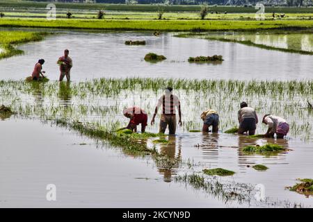 Männer, die am 24. Juni 2010 in einem Reisfeld in Kaschmir, Indien, Reisbäumchen pflanzten. (Foto von Creative Touch Imaging Ltd./NurPhoto) Stockfoto