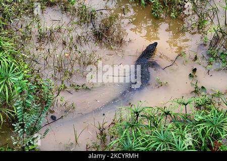 Asiatische Wasserwadereidechse (Varanus-Salvator) am Ufer des Mahaweli-Flusses in Polgolla, Sri Lanka, am 04. September 2017. (Foto von Creative Touch Imaging Ltd./NurPhoto) Stockfoto