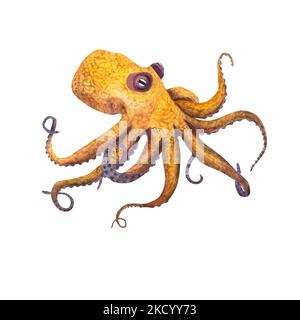 Octopus, in einem Aquarell-Stil isoliert auf weißem Hintergrund. Meer, Meer, Meeresfauna. Für Banner, Poster, Print, Postkarte, Textil, Vorlage, Karte Stockfoto