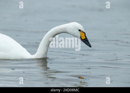 Bewickis Schwan Cygnus columbarius bevickii, Erwachsener auf dem Wasser, Slimbridge, Gloucestershire, Großbritannien, März Stockfoto