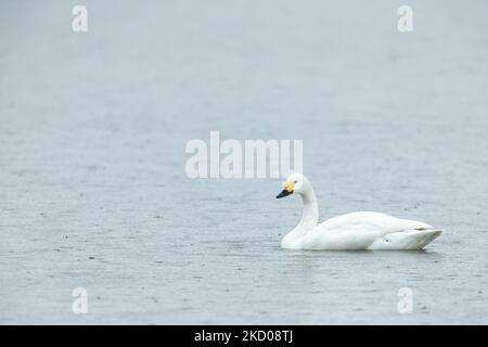 Bewickis Schwan Cygnus columbarius bevickii, Erwachsener auf dem Wasser, Slimbridge, Gloucestershire, Großbritannien, März Stockfoto