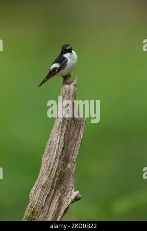 Europäischer Piedflieger Ficedula hypoleuca, erwachsener männlicher Gesang von Broken Ast, Nagshead, Forest of Dean, Gloucestershire, England, VEREINIGTES KÖNIGREICH Stockfoto