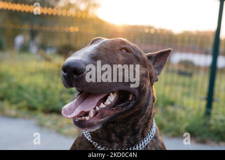 Das Porträt des jungen schönen Bullen Terrier Porträt in brinder Farbe Stockfoto