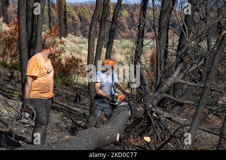 Die Folgen der Waldbrände auf der Insel Evia, einer der größten Umweltkatastrophen des Landes. Holzfäller aus anderen Regionen Griechenlands schneiden Bäume, um den Wald wiedergeboren zu lassen, arbeiten aber auch in den verbrannten Gebieten, um eine weitere Bodenerosion zu verhindern, ein Schaden, der zu gefährlichen Erdrutschen und Überschwemmungen führt. Wissenschaftler behaupten, dass die Waldbrände durch den Klimawandel verursacht wurden, nachdem lange Trockenzeiten mit Rekordtemperaturen im Süden Europas und im Mittelmeerraum zu den Waldbränden geführt hatten. Die Menschen vor Ort sind am Boden zerstört, da die Wirtschaft von dem Brand betroffen war Stockfoto