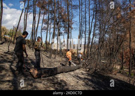 Die Folgen der Waldbrände auf der Insel Evia, einer der größten Umweltkatastrophen des Landes. Holzfäller aus anderen Regionen Griechenlands schneiden Bäume, um den Wald wiedergeboren zu lassen, arbeiten aber auch in den verbrannten Gebieten, um eine weitere Bodenerosion zu verhindern, ein Schaden, der zu gefährlichen Erdrutschen und Überschwemmungen führt. Wissenschaftler behaupten, dass die Waldbrände durch den Klimawandel verursacht wurden, nachdem lange Trockenzeiten mit Rekordtemperaturen im Süden Europas und im Mittelmeerraum zu den Waldbränden geführt hatten. Die Menschen vor Ort sind am Boden zerstört, da die Wirtschaft von dem Brand betroffen war Stockfoto