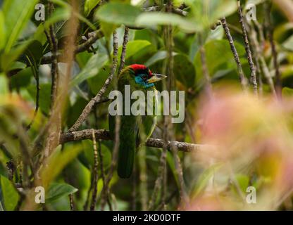 Der blaukehlige Barbet (Psilopogon asiaticus) ist ein farbenfroher asiatischer Barbet, der in den Ausläufern des Himalaya und Südostasiens beheimatet ist und am 15/01/2022 in einem Waldbaum in Tehatta, Westbengalen, Indien, sitzt. (Foto von Soumyabrata Roy/NurPhoto) Stockfoto