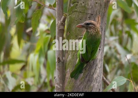 Weißwabenbarbet (kleiner Grüner Barbet) Psilopogon viridis Stockfoto