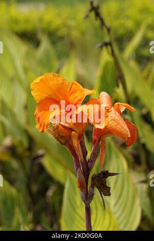 Canna indica (Canna indica, indischer Schuss, afrikanische Pfeilwurzel, essbare Canna, lila Pfeilwurzel, Sierra Leone Pfeilwurzel) Blume mit einem natürlichen Hintergrund Stockfoto