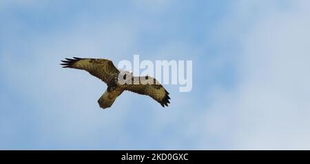 Mäusebussard Stockfoto
