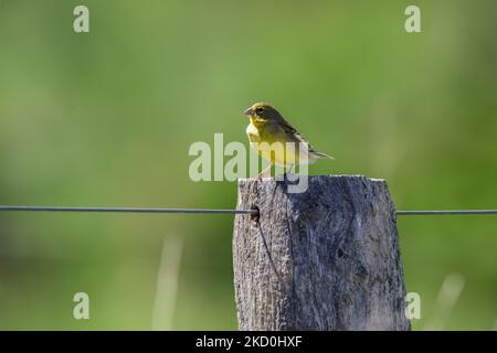 Saffron Yellow Finch. Sicalis flaveola. Patagonia Argentinien Stockfoto