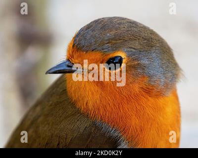 Ein freundlicher Rotkehlchen posiert und geht voller Neugier und Interesse in die Kamera. Der Vogel ist so nahe, dass sogar die Textur seiner Federn sichtbar ist Stockfoto