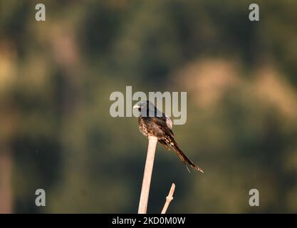 Ein jugendlicher schwarzer Drongo (Dicrurus macrocercus) Vogel sitzt am Nachmittag in Fataipur, Westbengalen, Indien, auf dem Bambusstock des Feuchtgebiets. Der Vogel ist am 15/01/2022. (Foto von Soumyabrata Roy/NurPhoto) Stockfoto