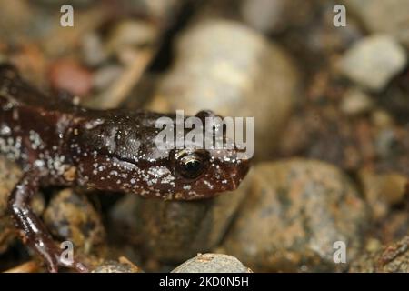 Nahaufnahme der schwarzen Form des westlichen Rotrückensalamanders, Plethodon Vehiculum im Staat Washington Stockfoto