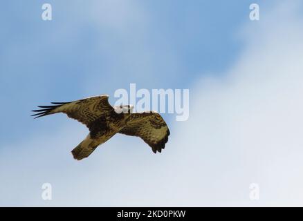 Mäusebussard Stockfoto