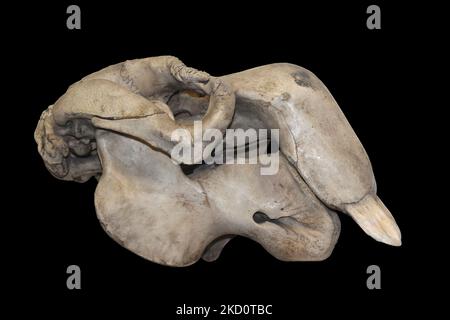 Dugong (Dugong Dugon) - männlicher Schädel Stockfoto