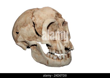 Homo floresiensis ('Flores man'; Spitzname 'hobbit') Stockfoto
