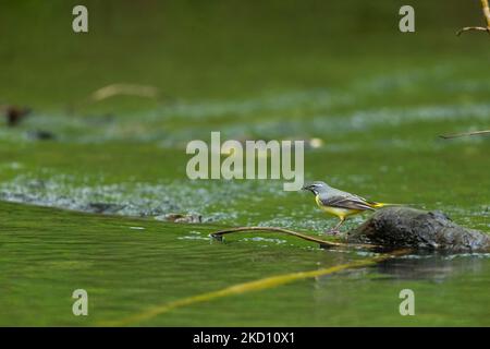 Graue Bachstelze Motacilla cinerea, erwachsener Rüde, der im Bach Futter findet, Parkend, Forest of Dean, Großbritannien, Mai Stockfoto