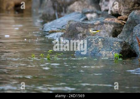 Eine graue Bachstelze auf Felsen an einem Fluss Stockfoto