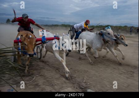 Am 25. Januar 2022 fahren die Teilnehmer bei einem „Karapan Sapi“ (Bullenrennen) im Dorf South Tinggede, Sigi Regency, Provinz Central Sulawesi, Indonesien, mit ihren Kühen. Die Tradition der Rennrinder nach der Ernte wird in der Region wieder gehalten, nachdem sie zuvor aufgrund der COVID-19-Pandemie aufgehoben wurde. (Foto von Basri Marzuki/NurPhoto) Stockfoto