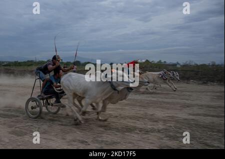 Am 25. Januar 2022 fahren die Teilnehmer bei einem „Karapan Sapi“ (Bullenrennen) im Dorf South Tinggede, Sigi Regency, Provinz Central Sulawesi, Indonesien, mit ihren Kühen. Die Tradition der Rennrinder nach der Ernte wird in der Region wieder gehalten, nachdem sie zuvor aufgrund der COVID-19-Pandemie aufgehoben wurde. (Foto von Basri Marzuki/NurPhoto) Stockfoto