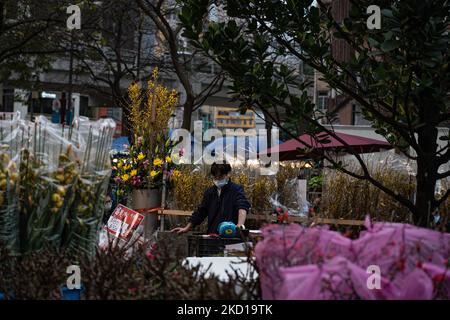 Ein Mitarbeiter auf einem Blumenmarkt kümmert sich um einige festliche Pflanzen vor dem chinesischen Neujahrsfest in Hongkong am 26. Januar 2022. (Foto von Leung man Hei/NurPhoto) Stockfoto