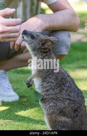 Ein Wallaby, fotografiert im Manor Wildlife Park in Tenby, West Wales. Stockfoto