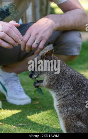 Ein Wallaby, fotografiert im Manor Wildlife Park in Tenby, West Wales. Stockfoto