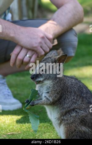 Ein Wallaby, fotografiert im Manor Wildlife Park in Tenby, West Wales. Stockfoto