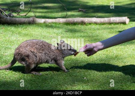 Ein Wallaby, fotografiert im Manor Wildlife Park in Tenby, West Wales. Stockfoto
