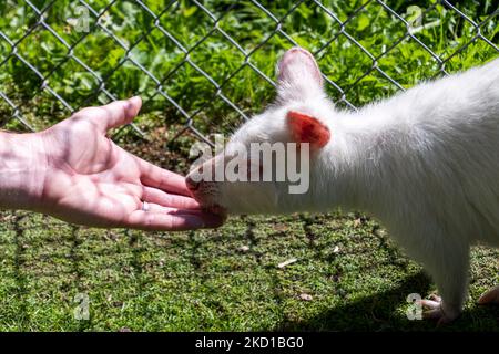 An Albino Wallaby fotografiert im Manor Wildlife Park in Tenby, West Wales. Stockfoto