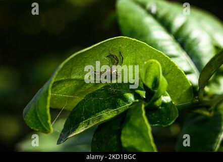 Eine weibliche zweigestreifte Springspinne (Telamonia Dimidiata) webt mit Hilfe von zwei Zitronenblättern in Tehatta, Westbengalen; Indien, am 27/01/2022. (Foto von Soumyabrata Roy/NurPhoto) Stockfoto