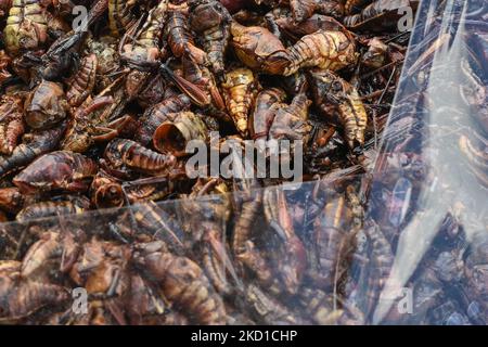 Eimer voll mit Chapulinen, getrockneten und gerösteten Heuschrecken, eine vorhispanische mexikanische Delikatesse, zum Verkauf in einer Straße in San Cristobal de las Casas. Am Donnerstag, den 27. Januar 2022, in San Cristobal de las Casas, Chiapas, Mexiko. (Foto von Artur Widak/NurPhoto) Stockfoto