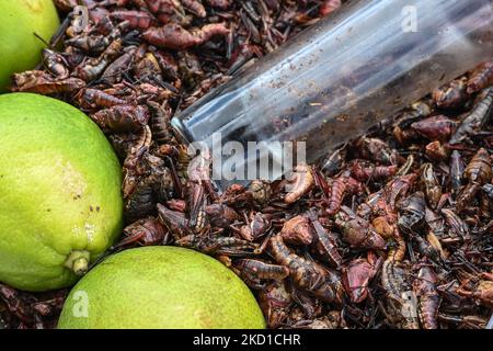 Eimer voll mit Chapulinen, getrockneten und gerösteten Heuschrecken, eine vorhispanische mexikanische Delikatesse, zum Verkauf in einer Straße in San Cristobal de las Casas. Am Donnerstag, den 27. Januar 2022, in San Cristobal de las Casas, Chiapas, Mexiko. (Foto von Artur Widak/NurPhoto) Stockfoto