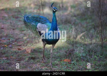 Indische Pfauen (Pavo cristatus), auch bekannt als die gewöhnliche Pfauen, und blaue Pfauen im Yala National Park in Kataragama, Sri Lanka. Der Yala National Park ist der älteste und bekannteste Nationalpark in Sri Lanka und wurde 1900 zum Naturschutzgebiet und 1938 zum Nationalpark ernannt. (Foto von Creative Touch Imaging Ltd./NurPhoto) Stockfoto