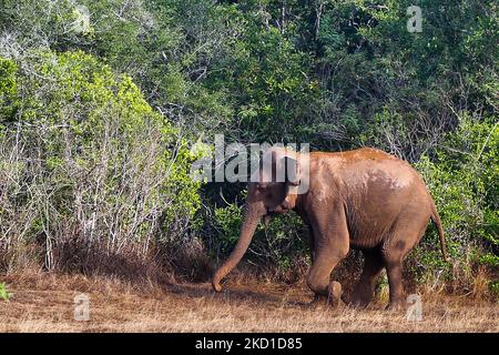 Sri-lankischer Elefant (Elephas maximus maximus) im Yala-Nationalpark in Kataragama, Sri Lanka. Der Yala National Park ist der älteste und bekannteste Nationalpark in Sri Lanka und wurde 1900 zum Naturschutzgebiet und 1938 zum Nationalpark ernannt. (Foto von Creative Touch Imaging Ltd./NurPhoto) Stockfoto