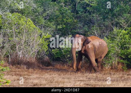 Sri-lankischer Elefant (Elephas maximus maximus) im Yala-Nationalpark in Kataragama, Sri Lanka. Der Yala National Park ist der älteste und bekannteste Nationalpark in Sri Lanka und wurde 1900 zum Naturschutzgebiet und 1938 zum Nationalpark ernannt. (Foto von Creative Touch Imaging Ltd./NurPhoto) Stockfoto