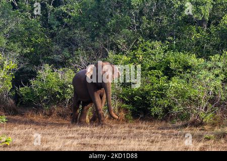 Sri-lankischer Elefant (Elephas maximus maximus) im Yala-Nationalpark in Kataragama, Sri Lanka. Der Yala National Park ist der älteste und bekannteste Nationalpark in Sri Lanka und wurde 1900 zum Naturschutzgebiet und 1938 zum Nationalpark ernannt. (Foto von Creative Touch Imaging Ltd./NurPhoto) Stockfoto