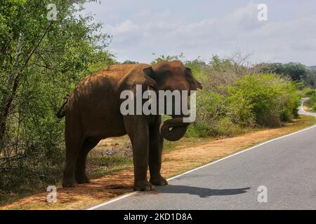 Der Elefant aus Sri Lanka (Elephas maximus maximus) wandert auf die Straße im Yala National Park in Kataragama, Sri Lanka. Der Yala National Park ist der älteste und bekannteste Nationalpark in Sri Lanka und wurde 1900 zum Naturschutzgebiet und 1938 zum Nationalpark ernannt. (Foto von Creative Touch Imaging Ltd./NurPhoto) Stockfoto