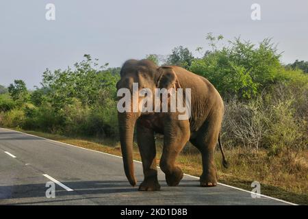 Der Elefant aus Sri Lanka (Elephas maximus maximus) wandert auf die Straße im Yala National Park in Kataragama, Sri Lanka. Der Yala National Park ist der älteste und bekannteste Nationalpark in Sri Lanka und wurde 1900 zum Naturschutzgebiet und 1938 zum Nationalpark ernannt. (Foto von Creative Touch Imaging Ltd./NurPhoto) Stockfoto