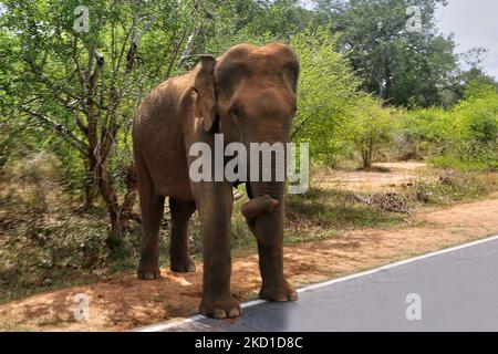 Der Elefant aus Sri Lanka (Elephas maximus maximus) wandert auf die Straße im Yala National Park in Kataragama, Sri Lanka. Der Yala National Park ist der älteste und bekannteste Nationalpark in Sri Lanka und wurde 1900 zum Naturschutzgebiet und 1938 zum Nationalpark ernannt. (Foto von Creative Touch Imaging Ltd./NurPhoto) Stockfoto