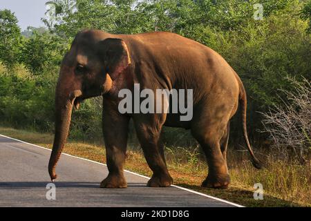 Der Elefant aus Sri Lanka (Elephas maximus maximus) wandert auf die Straße im Yala National Park in Kataragama, Sri Lanka. Der Yala National Park ist der älteste und bekannteste Nationalpark in Sri Lanka und wurde 1900 zum Naturschutzgebiet und 1938 zum Nationalpark ernannt. (Foto von Creative Touch Imaging Ltd./NurPhoto) Stockfoto