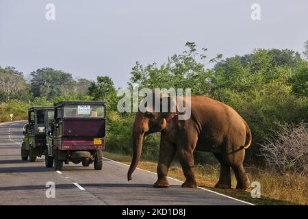 Der Elefant aus Sri Lanka (Elephas maximus maximus) wandert auf die Straße im Yala National Park in Kataragama, Sri Lanka. Der Yala National Park ist der älteste und bekannteste Nationalpark in Sri Lanka und wurde 1900 zum Naturschutzgebiet und 1938 zum Nationalpark ernannt. (Foto von Creative Touch Imaging Ltd./NurPhoto) Stockfoto